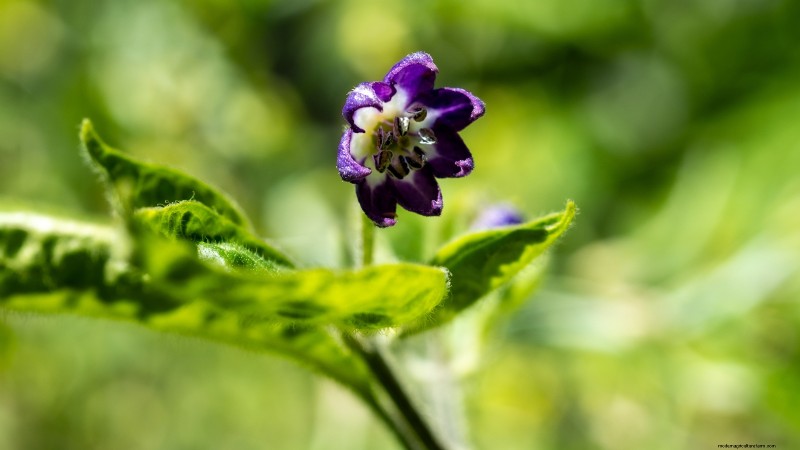 Pepper Harvesting Guide: When & How to Pick Peppers for Maximum Yield