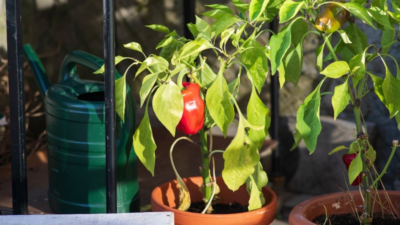 Pepper Harvesting Guide: When & How to Pick Peppers for Maximum Yield