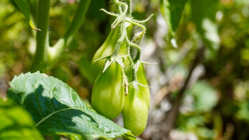 Grow Bags for Tomatoes: A Complete Guide to Bountiful Harvests
