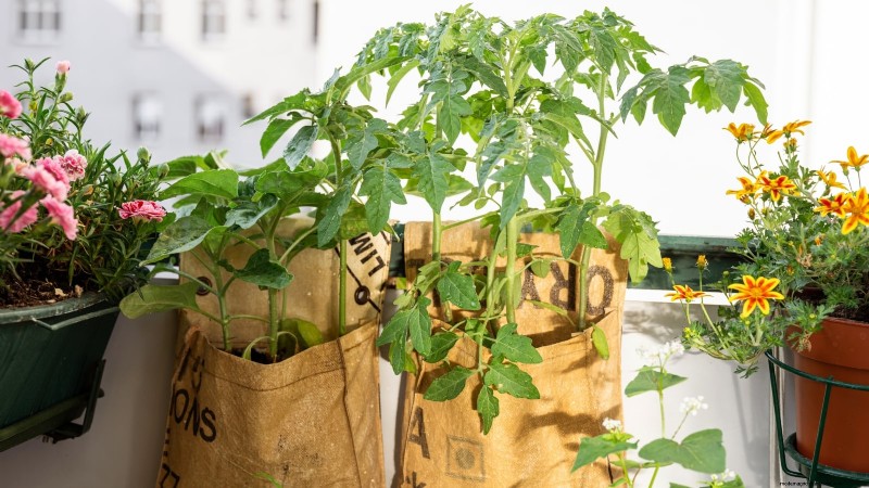 Grow Bags for Tomatoes: A Complete Guide to Bountiful Harvests