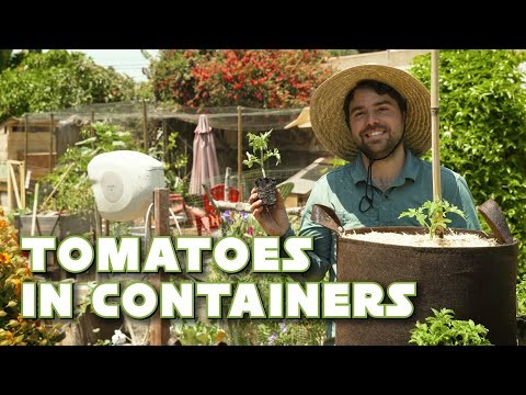 Grow Bags for Tomatoes: A Complete Guide to Bountiful Harvests