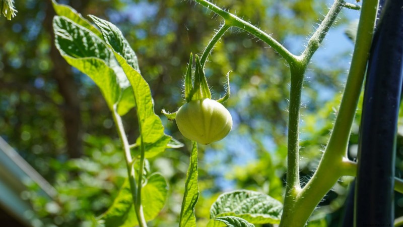 Grow Bags for Tomatoes: A Complete Guide to Bountiful Harvests