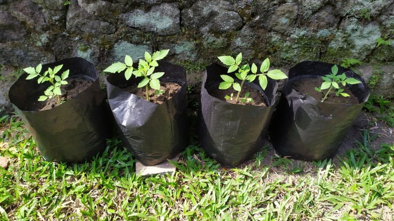 Grow Bags for Tomatoes: A Complete Guide to Bountiful Harvests