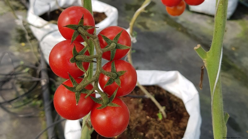 Grow Bags for Tomatoes: A Complete Guide to Bountiful Harvests