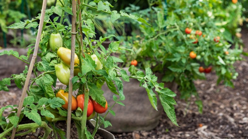 Grow Bags for Tomatoes: A Complete Guide to Bountiful Harvests