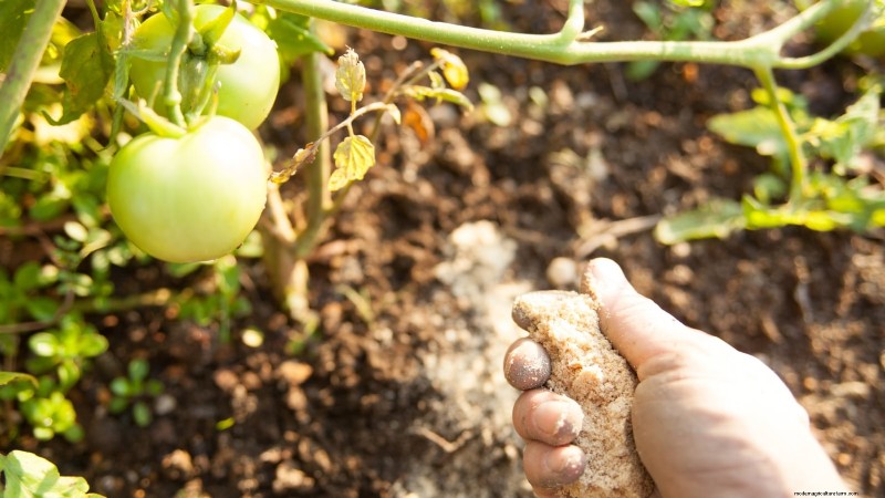 Grow Bags for Tomatoes: A Complete Guide to Bountiful Harvests
