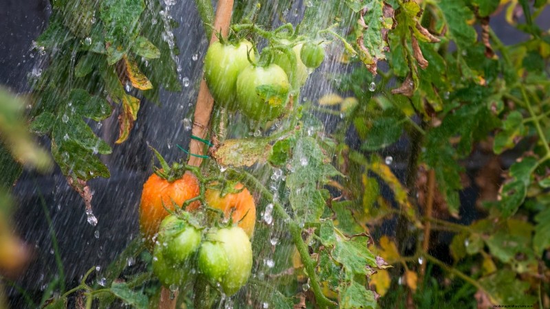 Grow Bags for Tomatoes: A Complete Guide to Bountiful Harvests