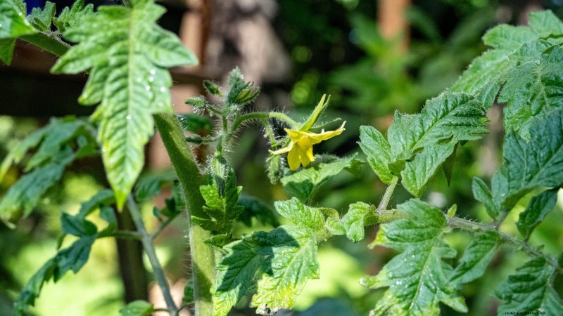Grow Bags for Tomatoes: A Complete Guide to Bountiful Harvests