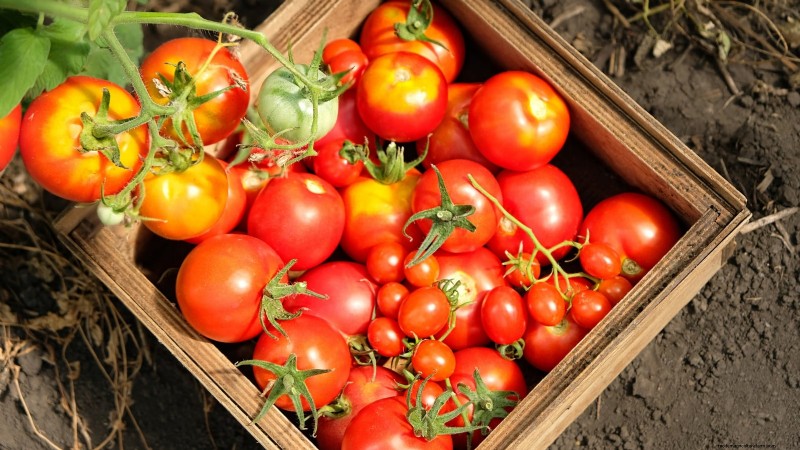 Grow Bags for Tomatoes: A Complete Guide to Bountiful Harvests