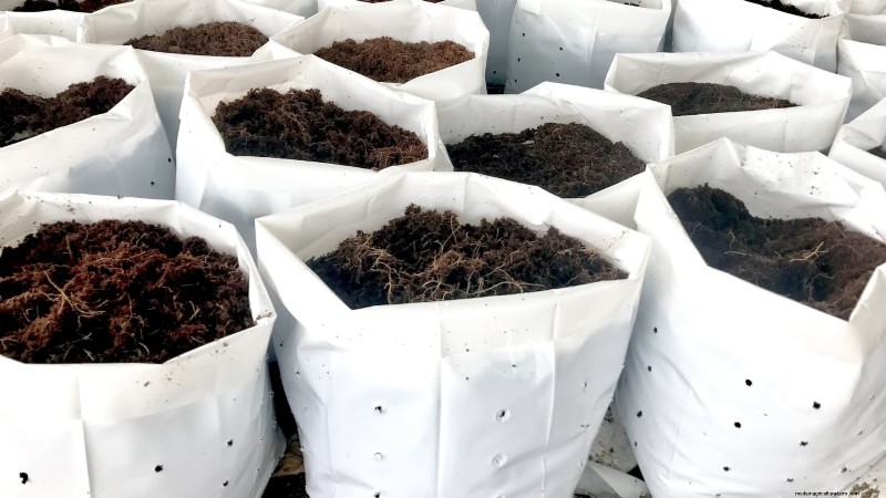 Grow Bags for Tomatoes: A Complete Guide to Bountiful Harvests