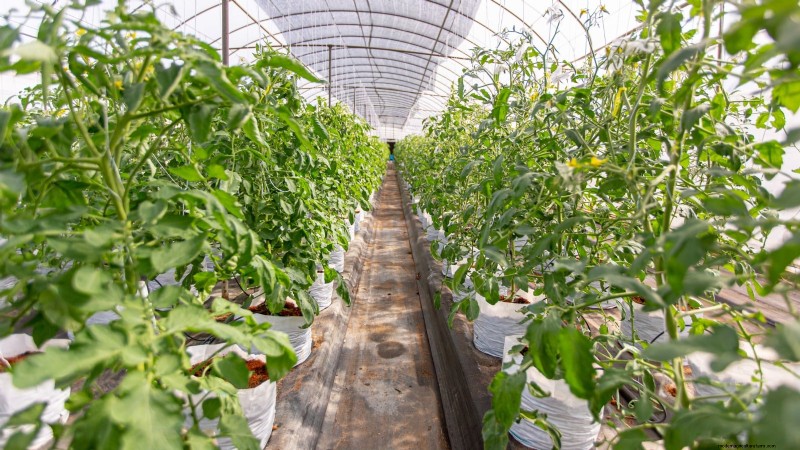 Grow Bags for Tomatoes: A Complete Guide to Bountiful Harvests