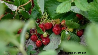 Grow Delicious  Allstar  Strawberries: Planting, Care & Harvesting