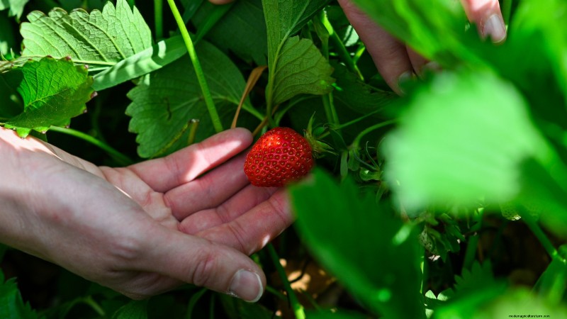 Grow Delicious  Allstar  Strawberries: Planting, Care & Harvesting