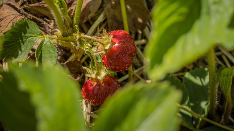 Grow Delicious  Allstar  Strawberries: Planting, Care & Harvesting