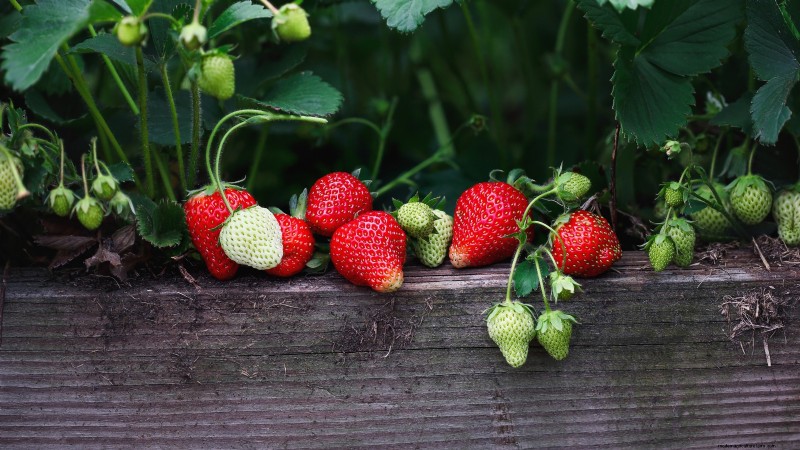 Grow Delicious  Allstar  Strawberries: Planting, Care & Harvesting