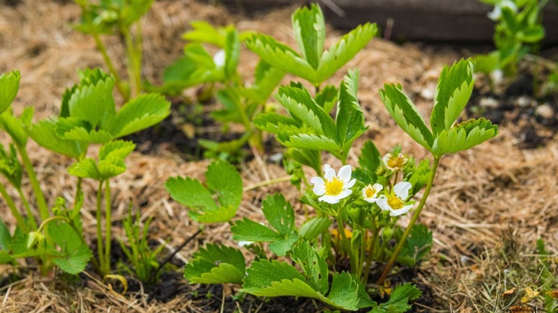 Grow Delicious  Allstar  Strawberries: Planting, Care & Harvesting