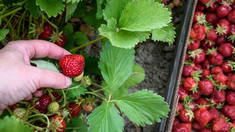 Grow Delicious  Allstar  Strawberries: Planting, Care & Harvesting