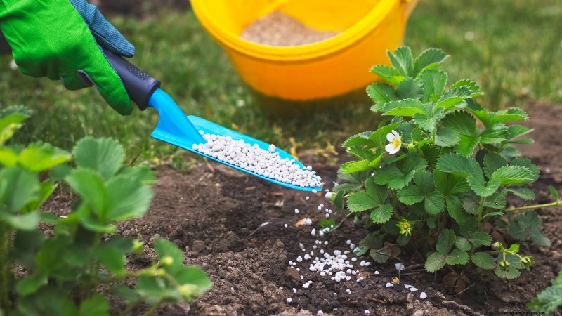 Grow Delicious  Allstar  Strawberries: Planting, Care & Harvesting