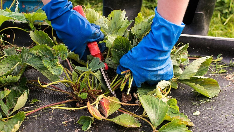 Grow Delicious  Allstar  Strawberries: Planting, Care & Harvesting