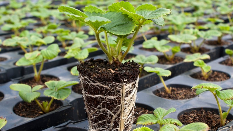 Grow Delicious  Allstar  Strawberries: Planting, Care & Harvesting
