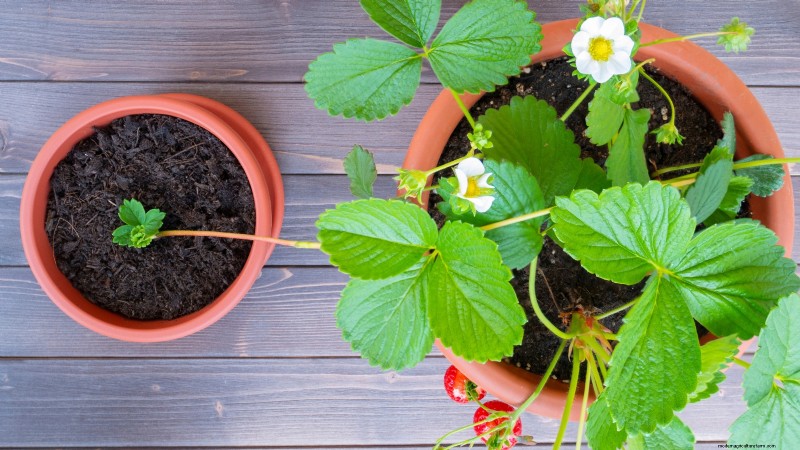 Grow Delicious  Allstar  Strawberries: Planting, Care & Harvesting