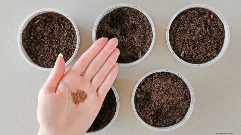 Grow Delicious  Allstar  Strawberries: Planting, Care & Harvesting