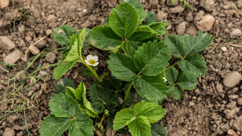 Grow Delicious  Allstar  Strawberries: Planting, Care & Harvesting