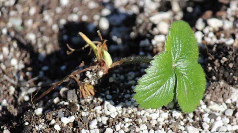 Grow Delicious  Allstar  Strawberries: Planting, Care & Harvesting