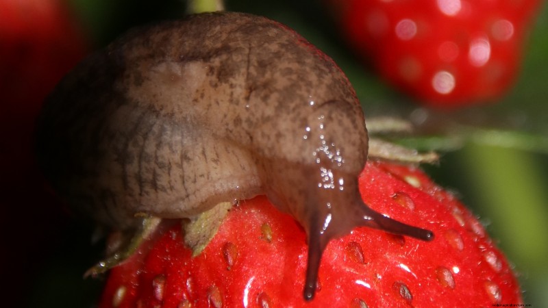 Grow Delicious  Allstar  Strawberries: Planting, Care & Harvesting
