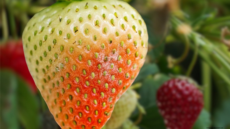 Grow Delicious  Allstar  Strawberries: Planting, Care & Harvesting