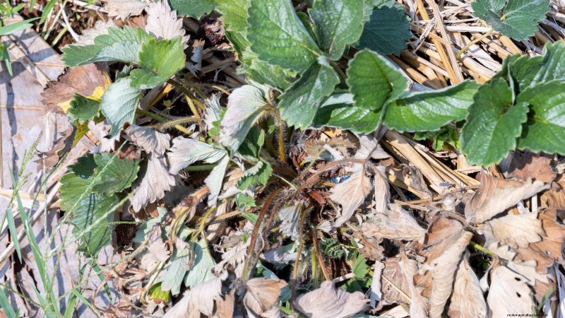Grow Delicious  Allstar  Strawberries: Planting, Care & Harvesting
