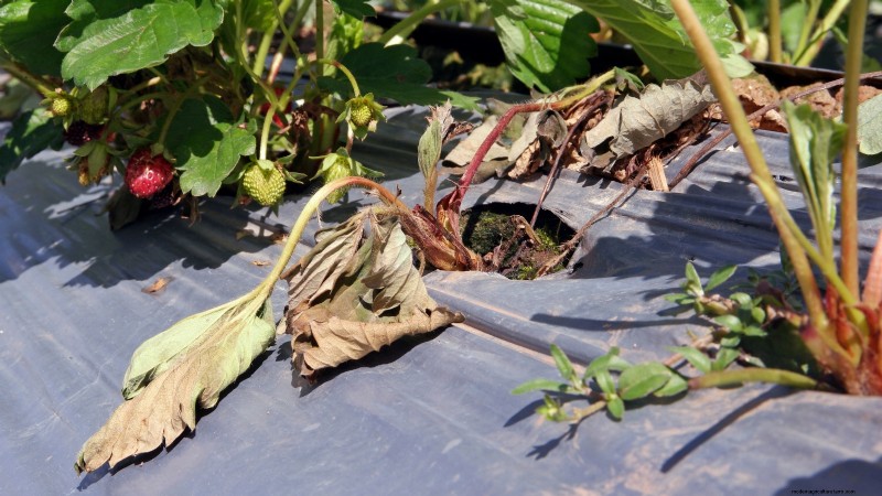 Grow Delicious  Allstar  Strawberries: Planting, Care & Harvesting