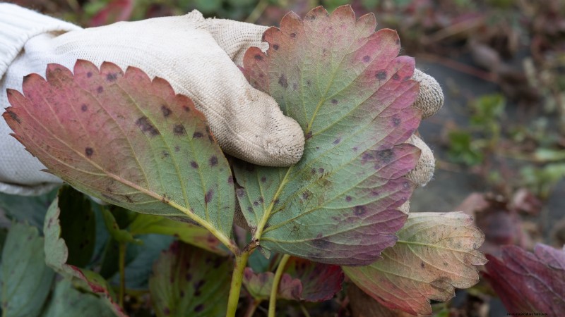 Grow Delicious  Allstar  Strawberries: Planting, Care & Harvesting