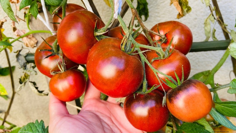 Black Krim Tomato: Planting, Growing & Care Guide | [Your Brand/Website Name]