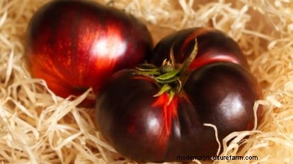 Black Krim Tomato: Planting, Growing & Care Guide | [Your Brand/Website Name]
