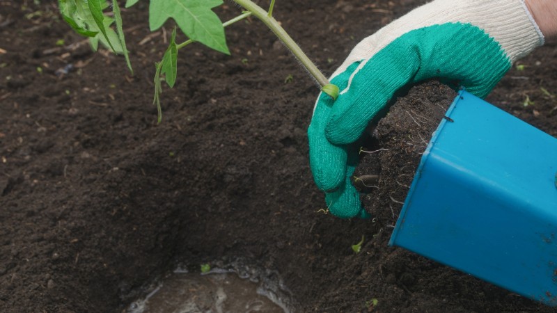 Black Krim Tomato: Planting, Growing & Care Guide | [Your Brand/Website Name]