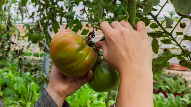 Black Krim Tomato: Planting, Growing & Care Guide | [Your Brand/Website Name]