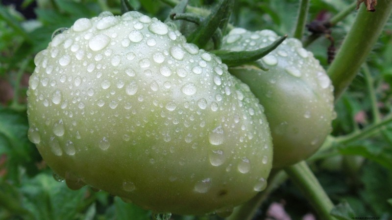 Black Krim Tomato: Planting, Growing & Care Guide | [Your Brand/Website Name]
