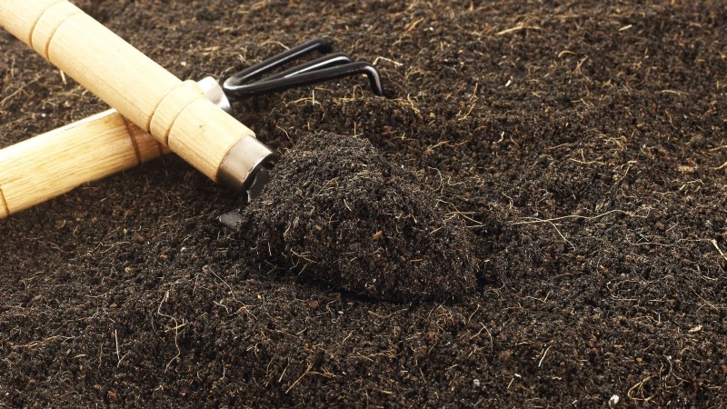 Black Krim Tomato: Planting, Growing & Care Guide | [Your Brand/Website Name]