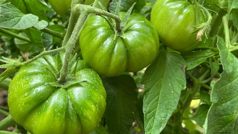 Black Krim Tomato: Planting, Growing & Care Guide | [Your Brand/Website Name]