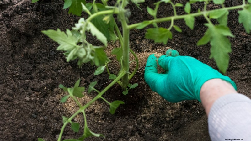 Black Krim Tomato: Planting, Growing & Care Guide | [Your Brand/Website Name]