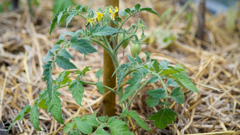 Black Krim Tomato: Planting, Growing & Care Guide | [Your Brand/Website Name]
