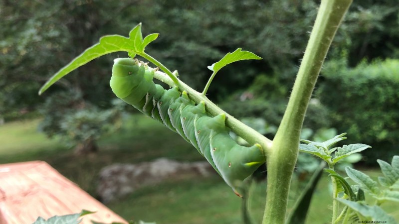 Black Krim Tomato: Planting, Growing & Care Guide | [Your Brand/Website Name]