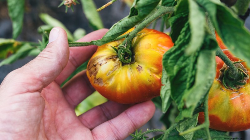 Black Krim Tomato: Planting, Growing & Care Guide | [Your Brand/Website Name]