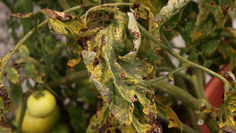 Black Krim Tomato: Planting, Growing & Care Guide | [Your Brand/Website Name]
