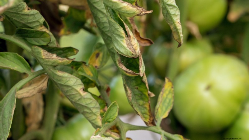 Black Krim Tomato: Planting, Growing & Care Guide | [Your Brand/Website Name]