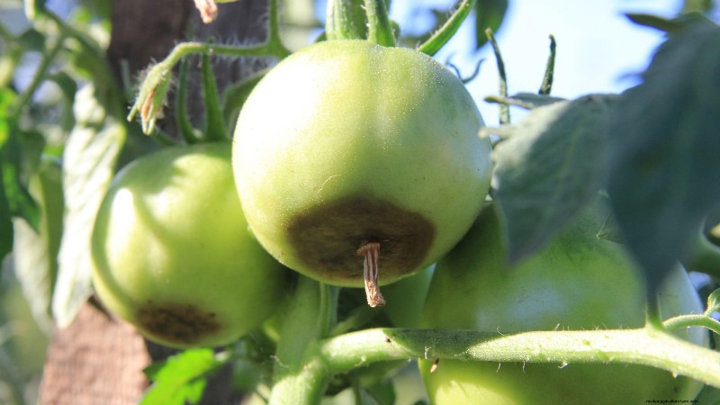 Black Krim Tomato: Planting, Growing & Care Guide | [Your Brand/Website Name]