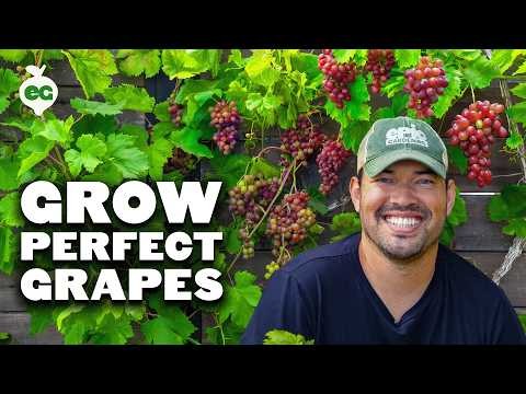 Grow Grapes in Raised Beds: A Comprehensive Guide