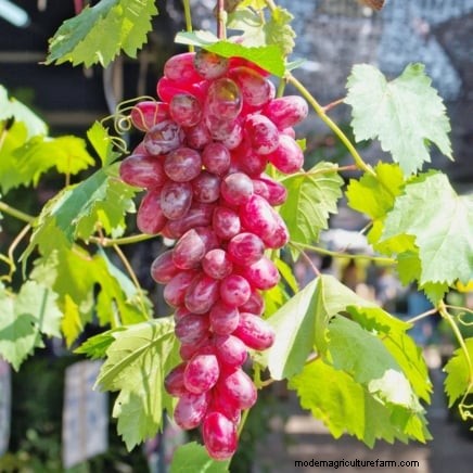 Grow Grapes in Raised Beds: A Comprehensive Guide