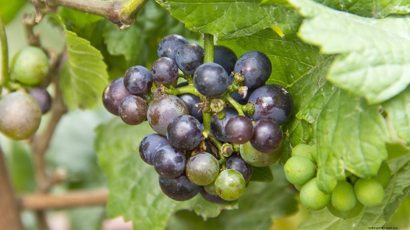Grow Grapes in Raised Beds: A Comprehensive Guide